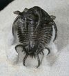 Spiny Ceratarges Trilobite #14678-1